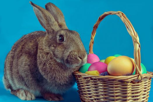 Easter rabbit sits near a basket with colored eggs on a blue background