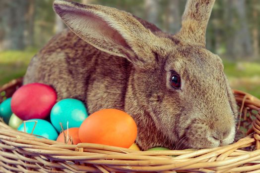 Brown rabbit sits in a basket with colored eggs outdoor, close-up