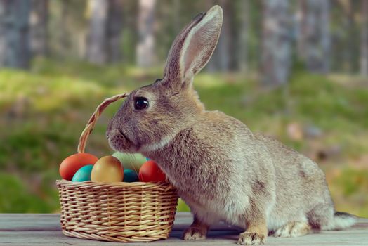 Easter bunny with basket of colored eggs on a wooden table on nature