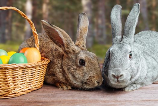 Two Easter rabbits are sitting near a basket with colored eggs on nature