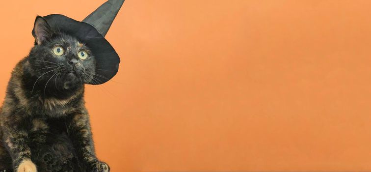 Funny black multi-colored cat in a black hat on the theme of a witch for Halloween on an orange background a place for the text