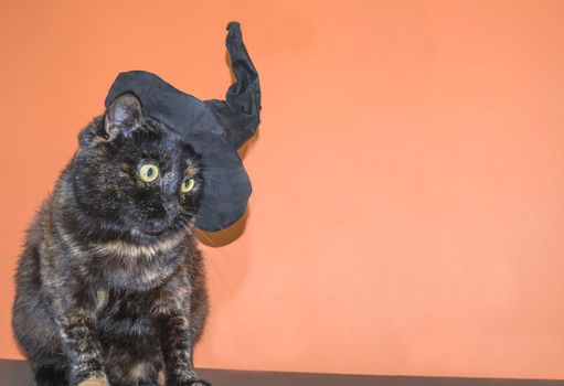 Cute multicolored cat in a witch hat on an orange background. Halloween holiday