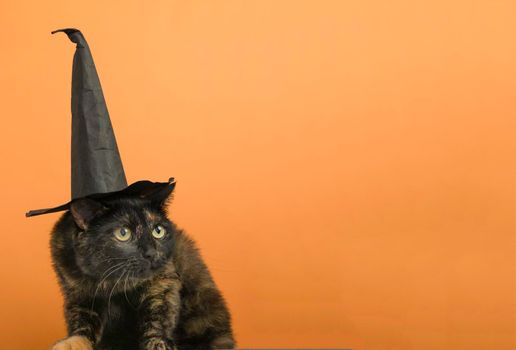 Funny black multi-colored cat in a black hat on the theme of a witch for Halloween on an orange background a place for the text