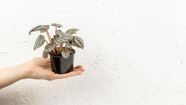 Female hand holding Peperomia silver frost in the nursery pot, Urban jungle houseplant, copy space for text