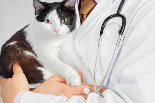 Unrecognizable doctor veterinarian holds a cat