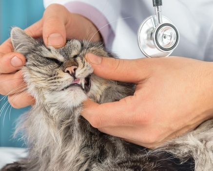 Unrecognizable veterinarian checks the teeth of a cat, close-up