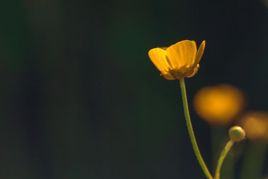 Yellow buttercup flower in spring against a dark green background with copy space