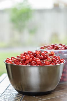 A bowl full of ripe cherries freshly picked from the tree. Summer season fruits