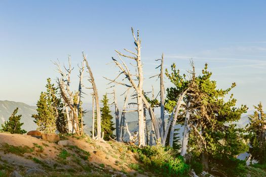 Dead dry trees among pines on the Route to the Mt. Hood, Oregon