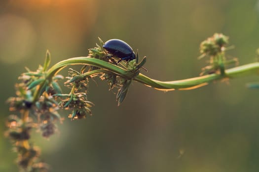 Black Dor beetle, Anoplotrupes stercorosus, on green stem in Summer