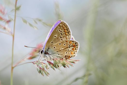 Wild meadow grass and butterfly in spring in nature macro. Pas6tel colors. Soft focus