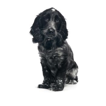 Cocker Spaniel puppy dog isolated on a white background