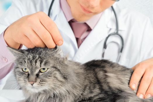 Man veterinarian checks the ear of cat in the hospital