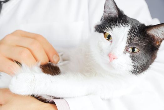 Unrecognizable male veterinarian listens a sick black-white cat