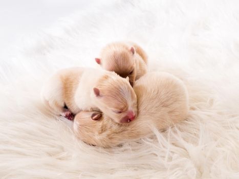Three newborn chihuahua puppies on white blanket
