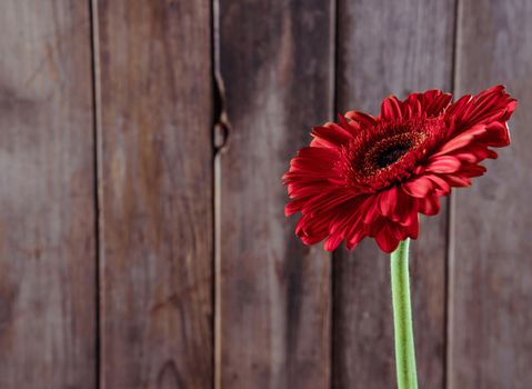 One red gerbera on a wooden background