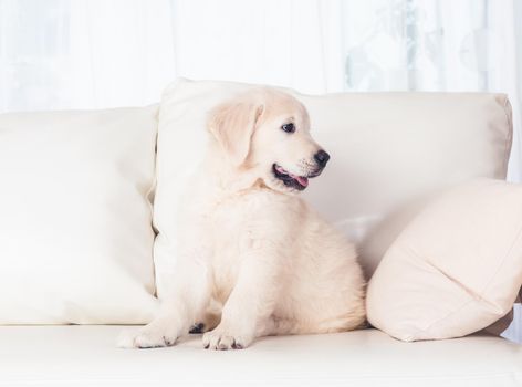 cute fluffy puppies on sofa at home