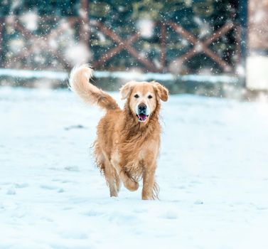 friendly golden retriever walk at the snow in winter park