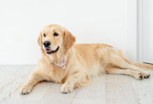 Golden retriever dog lying on light floor indoors