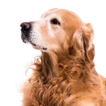 purebred golden retriever dog close-up isolated on white background