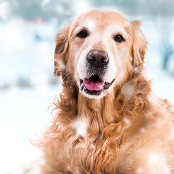 purebred golden retriever dog close-up on outdoors in winter