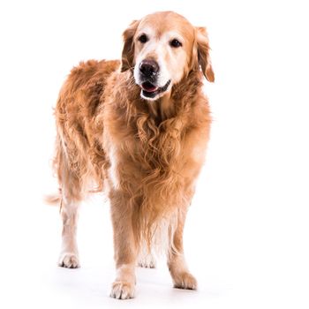 Golden retriever dog posing in studio. Isolated on white background