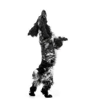 Cocker Spaniel puppy dog jump. Isolated on white