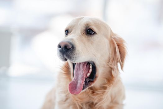 Golden retriever dog with open mouth yawns and looks away isolated on blurred white background. Hot summer surprised doggy portrait