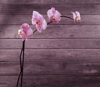 Pink orchid on a wooden background, space for text