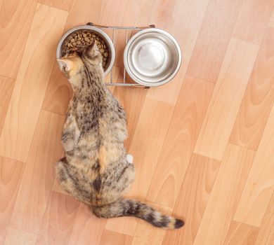 Orange tabby kitten eats from a bowl indoors, top view