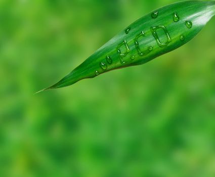 Word eco is written on green leaf by water drops on a green background