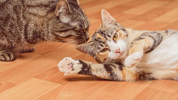 Two cats playing with each other