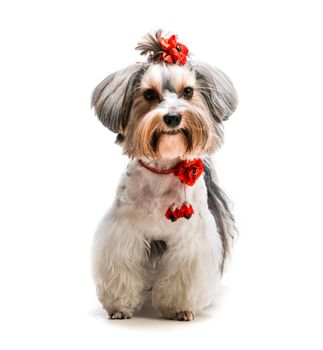 Young lovely male of the Yorkshire Terrier isolated on white