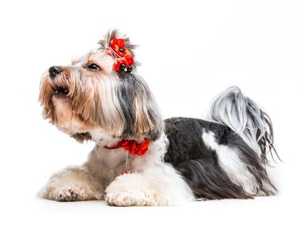 Young lovely male of the Yorkshire Terrier on white