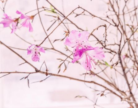 Pink sakura flowers on a branch, close-up