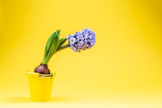 Spring blue hyacinth in a yelllow pot over vibrant yellow background with copy space