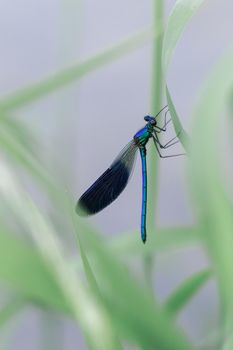Banded Demoiselle Dragonfly, Calopteryx splendens, the blue dragonfly sits on a grass on a meadow