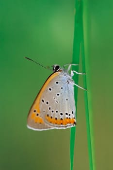 Beautiful butterfly with wings sitting on a grass leaf. Macro photo