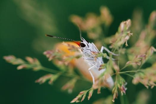 Butterfly on a summer meadow sitting on the grass