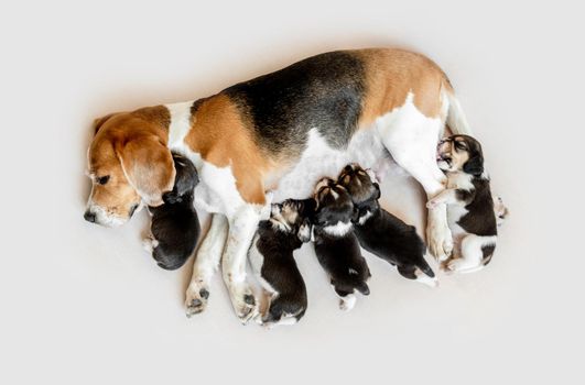 Careful mother beagle feeding cute little pups, isolated on white background