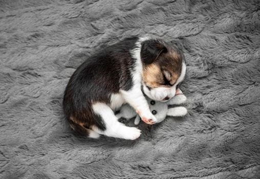 Little beagle puppy sleeps with a toy