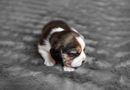 Cute newborn beagle puppy sleeping on grey veil, close-up