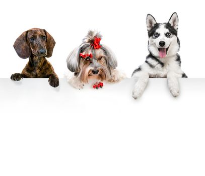 portraits of different breeds of dogs for the white banner
