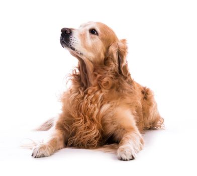 A golden retriever dog laying down over white background