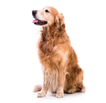 Beautiful dog sitting down - isolated over a white background