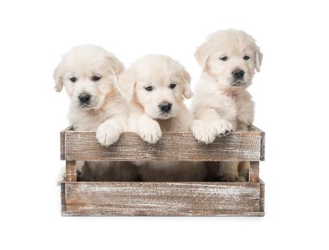Cute three funny golden retriever puppies in basket isolated on white background