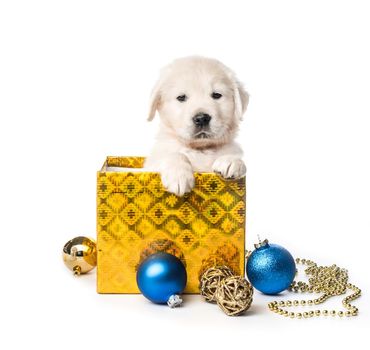 Cute golden retriever puppy in gift box with decorations isolated on white background