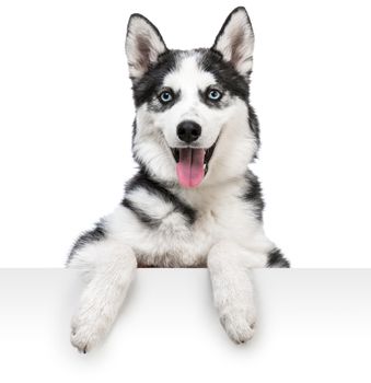 Happy husky dog portrait above white banner. isolated on white backdround