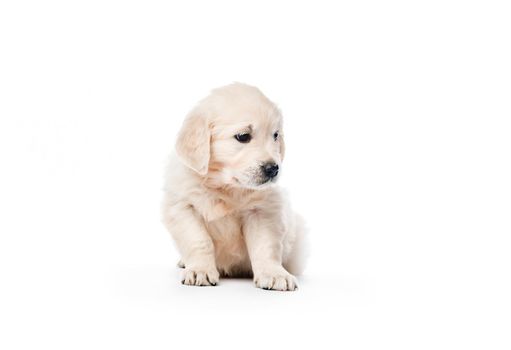 Cute little golden retriever puppy sitting isolated on white background