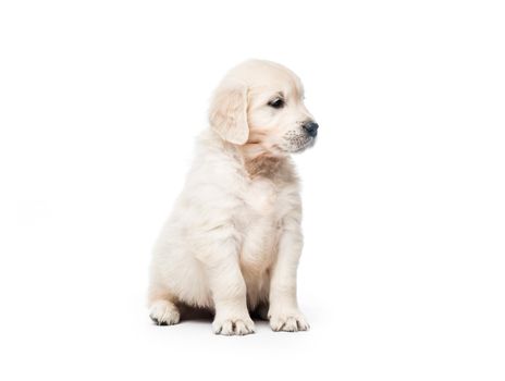 Cute little golden retriever puppy sitting isolated on white background